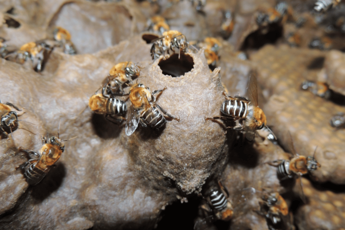 Descrição da imagem