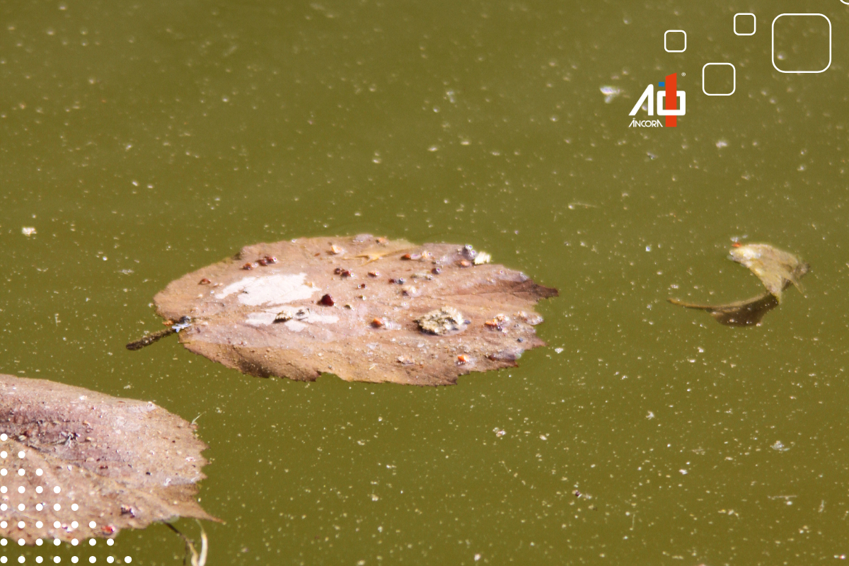 Descrição da imagem