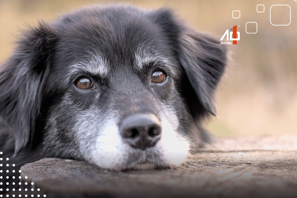 Descrição da imagem