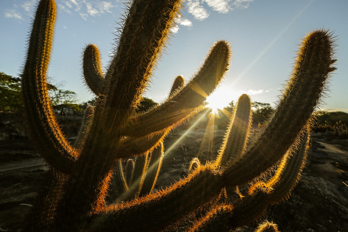 Descrição da imagem
