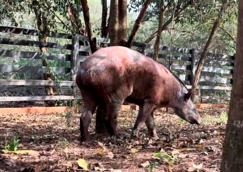 Descrição da imagem