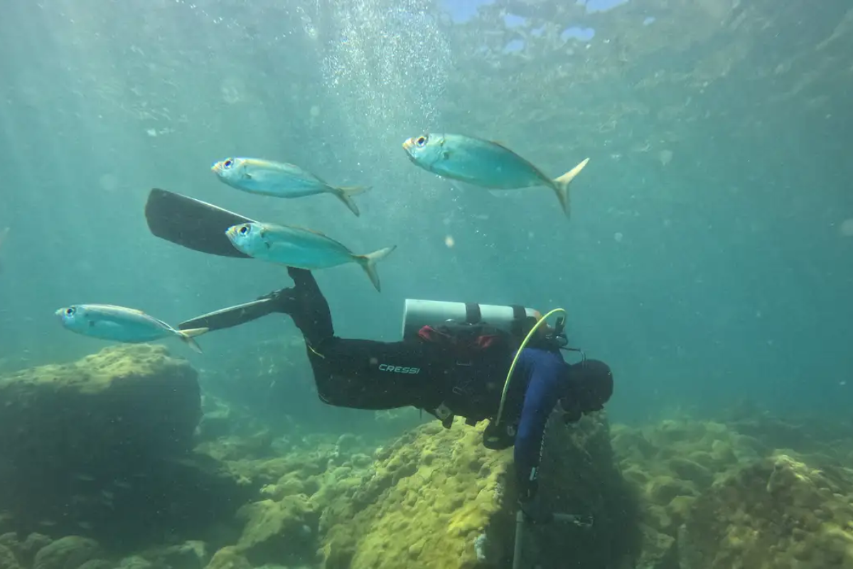 Descrição da imagem