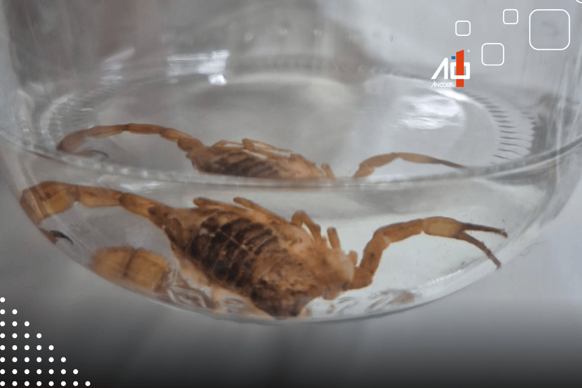 Descrição da imagem