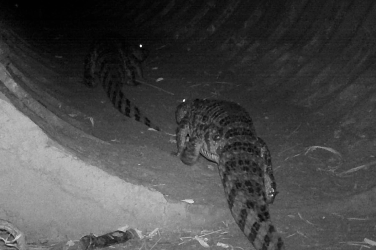 Descrição da imagem