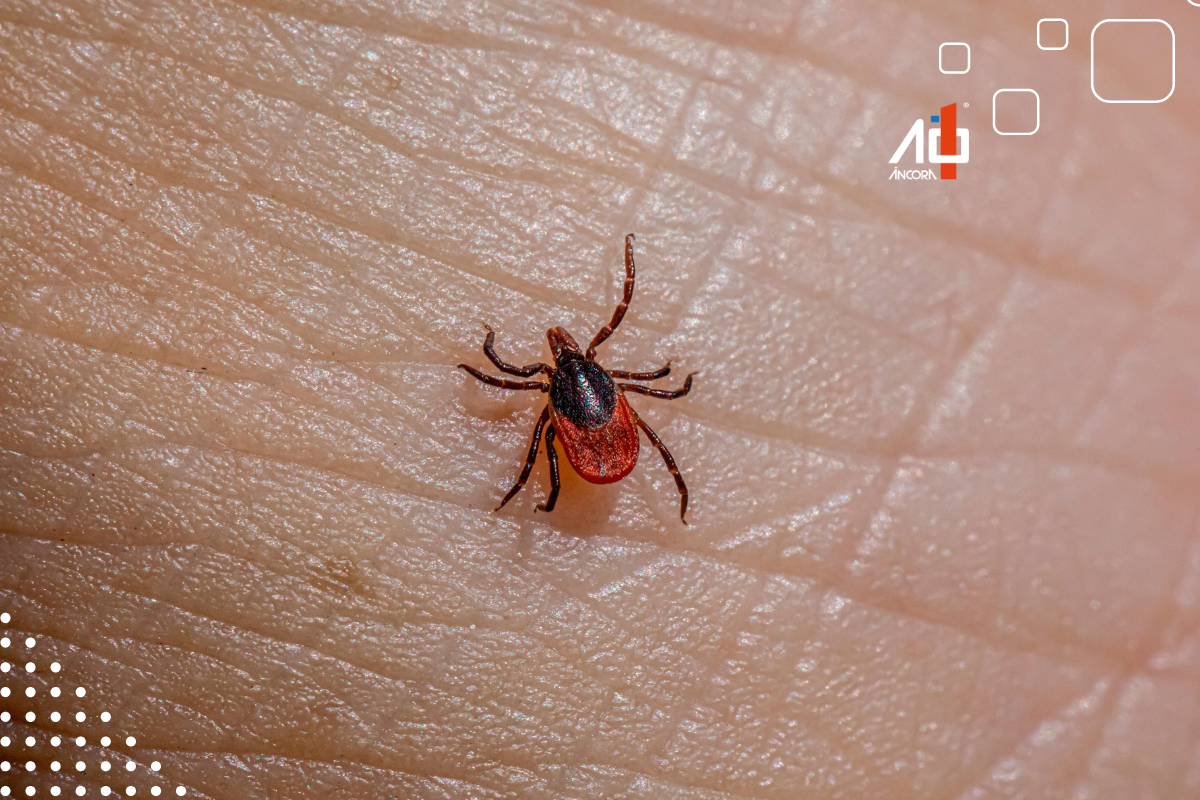 Descrição da imagem