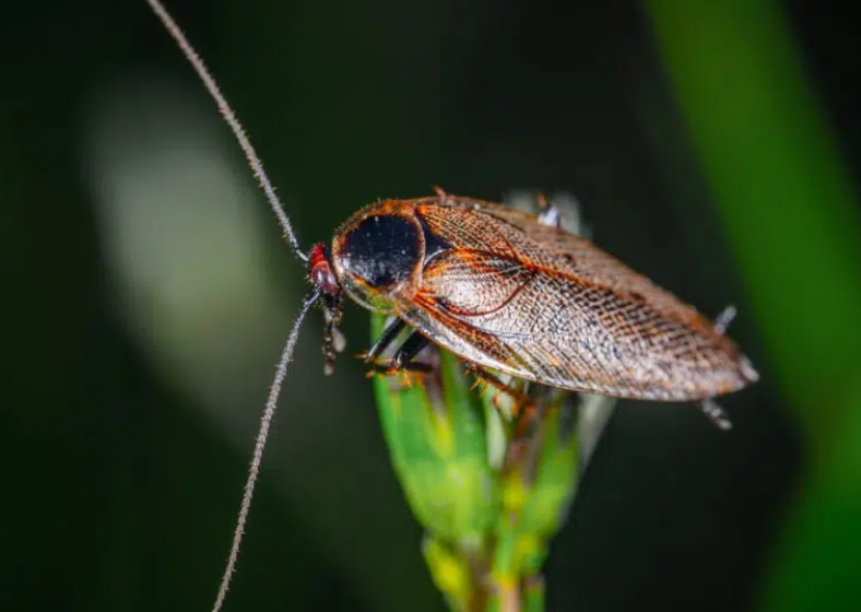 Descrição da imagem