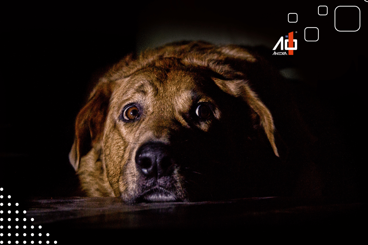 Descrição da imagem