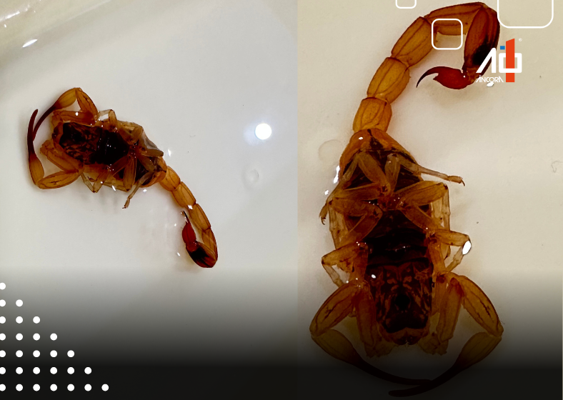 Descrição da imagem