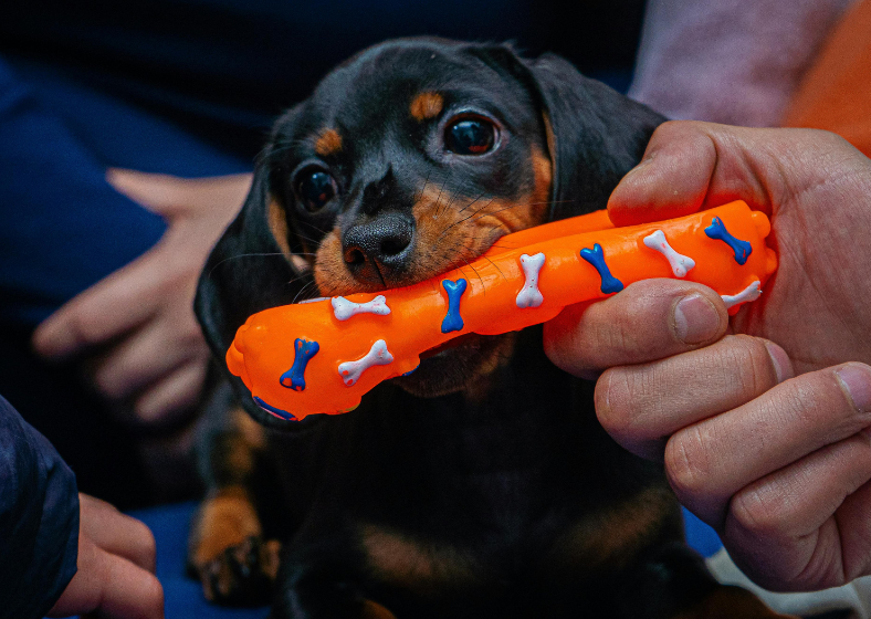 Descrição da imagem