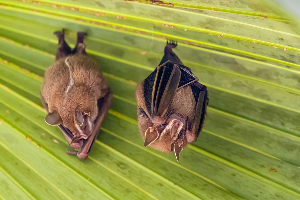 Descrição da imagem