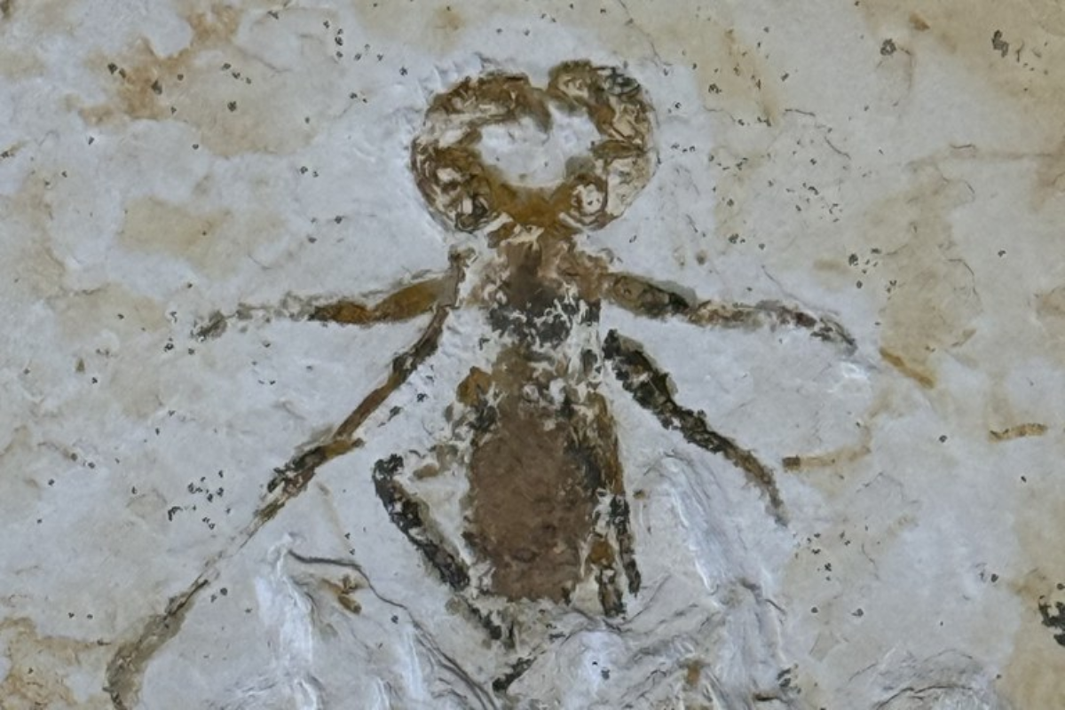 Descrição da imagem