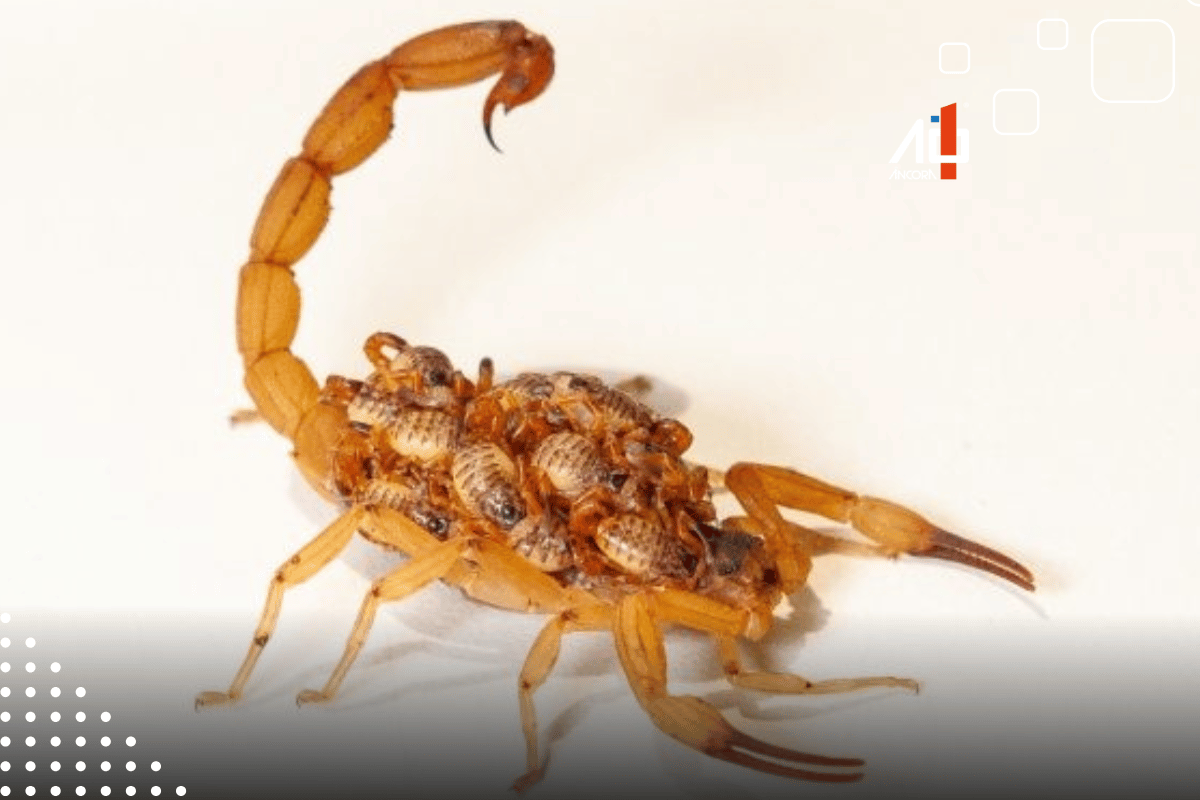 Descrição da imagem