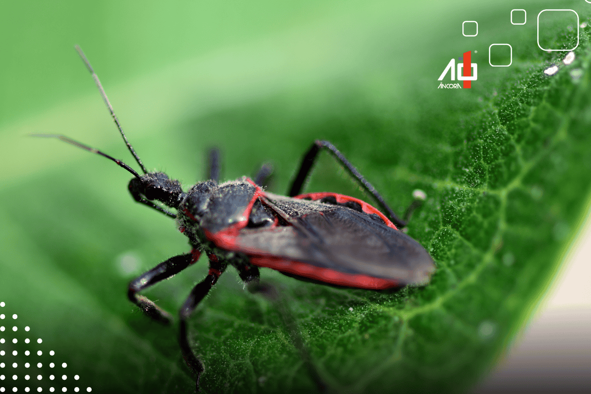 Descrição da imagem