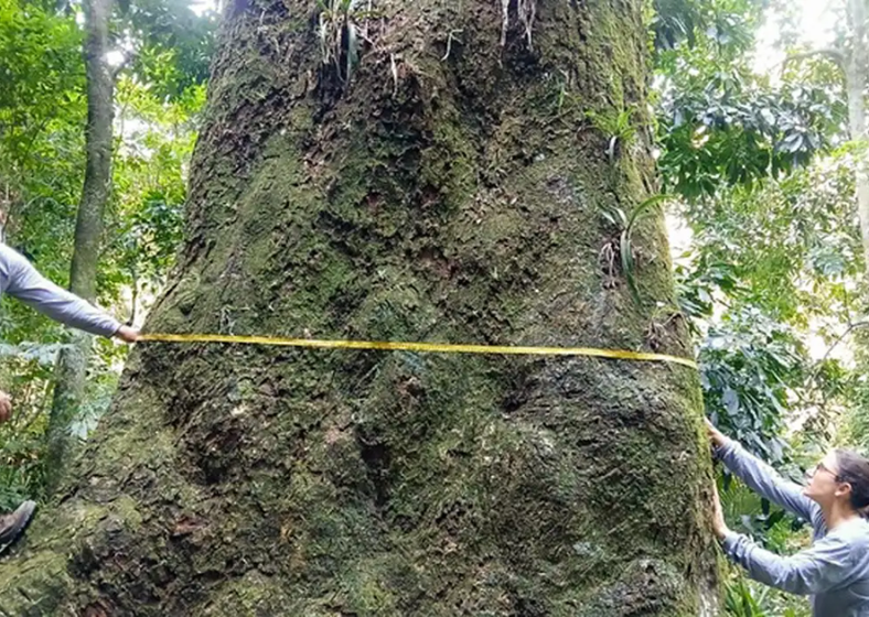 De acordo com os biólogos da Fiocruz Mata Atlântica Monique Medeiros Gabriel e Jaílton Costa, o jequitibá-rosa está localizado a 1 km no interior da mata, a 200 metros de altitude, na área do parque.
