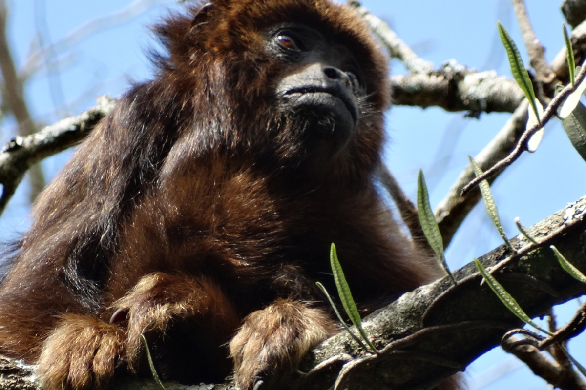 Descrição da imagem