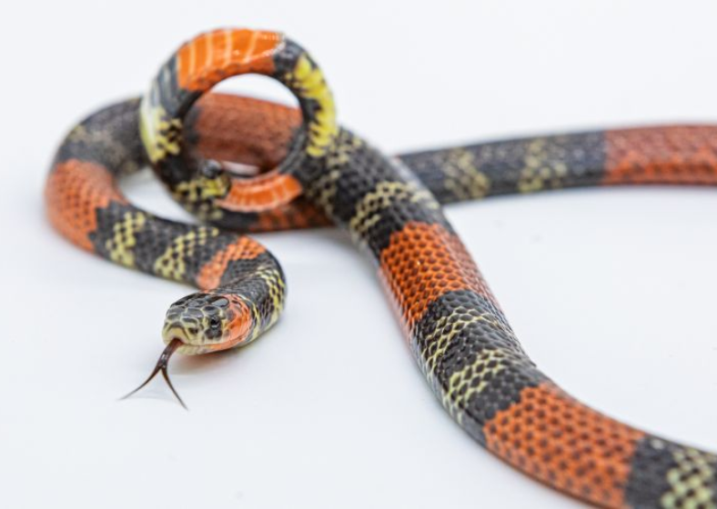 Descrição da imagem