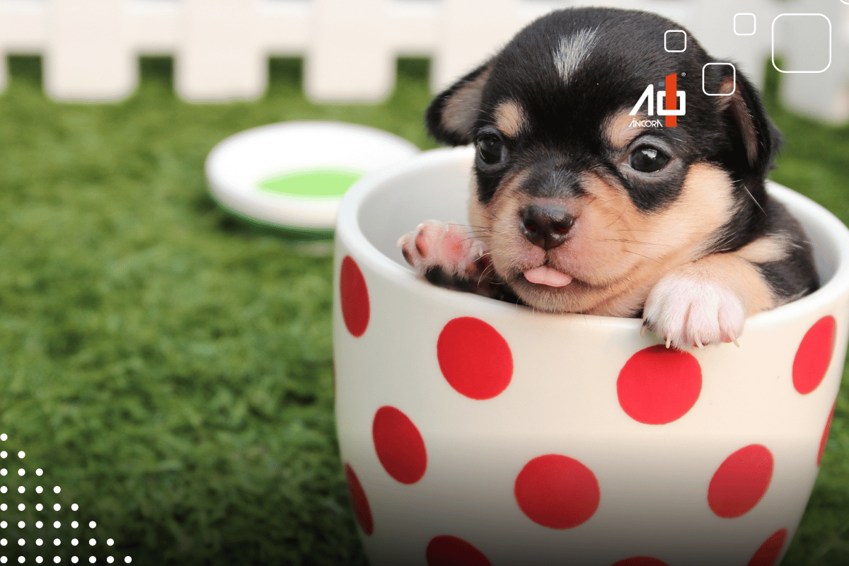 Descrição da imagem