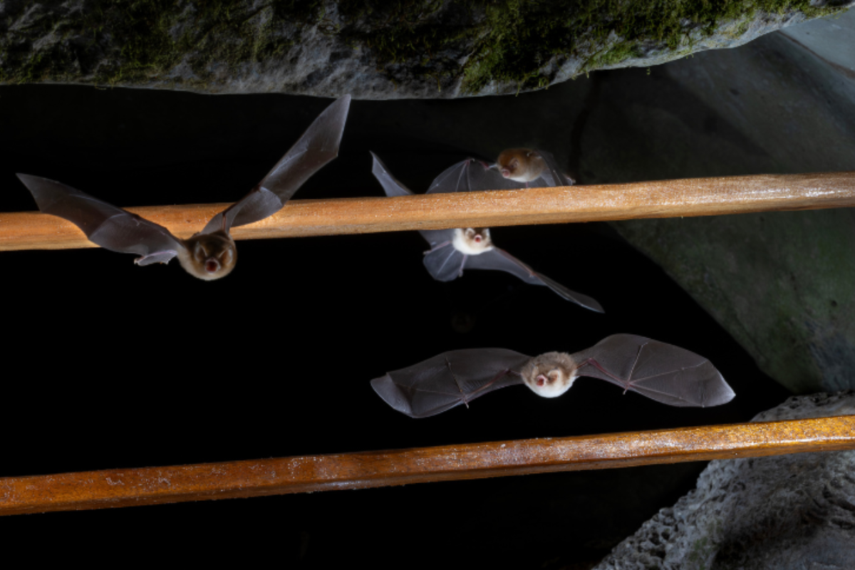 Descrição da imagem