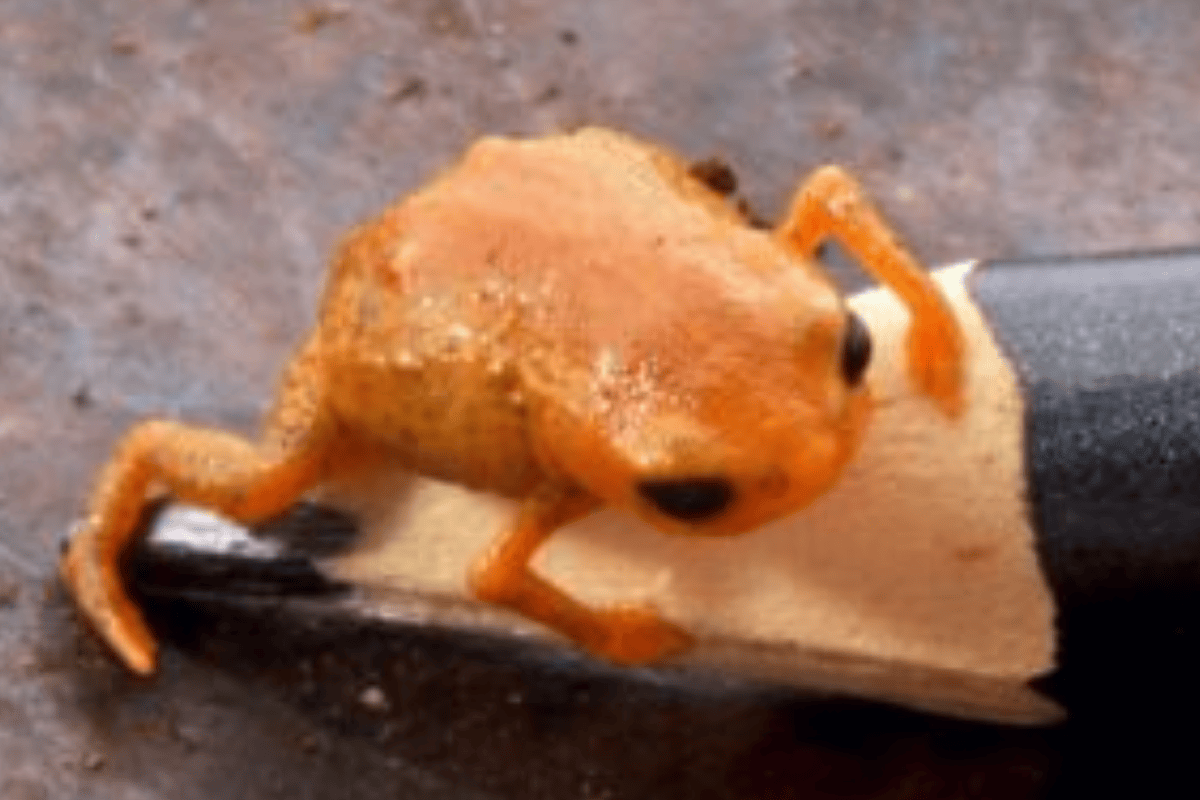 Descrição da imagem