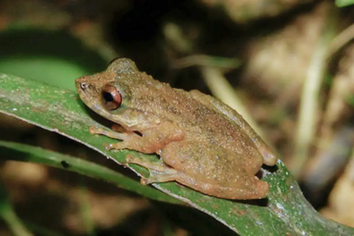 Descrição da imagem