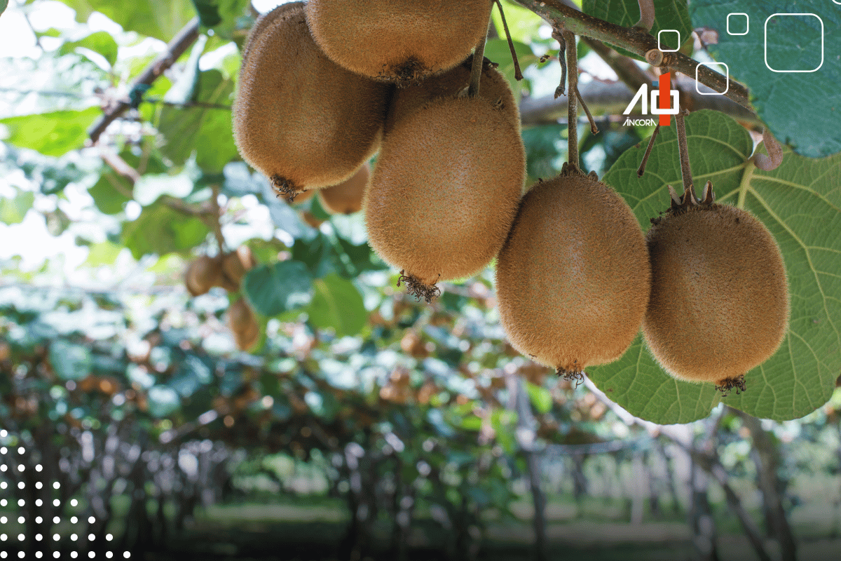 Descrição da imagem