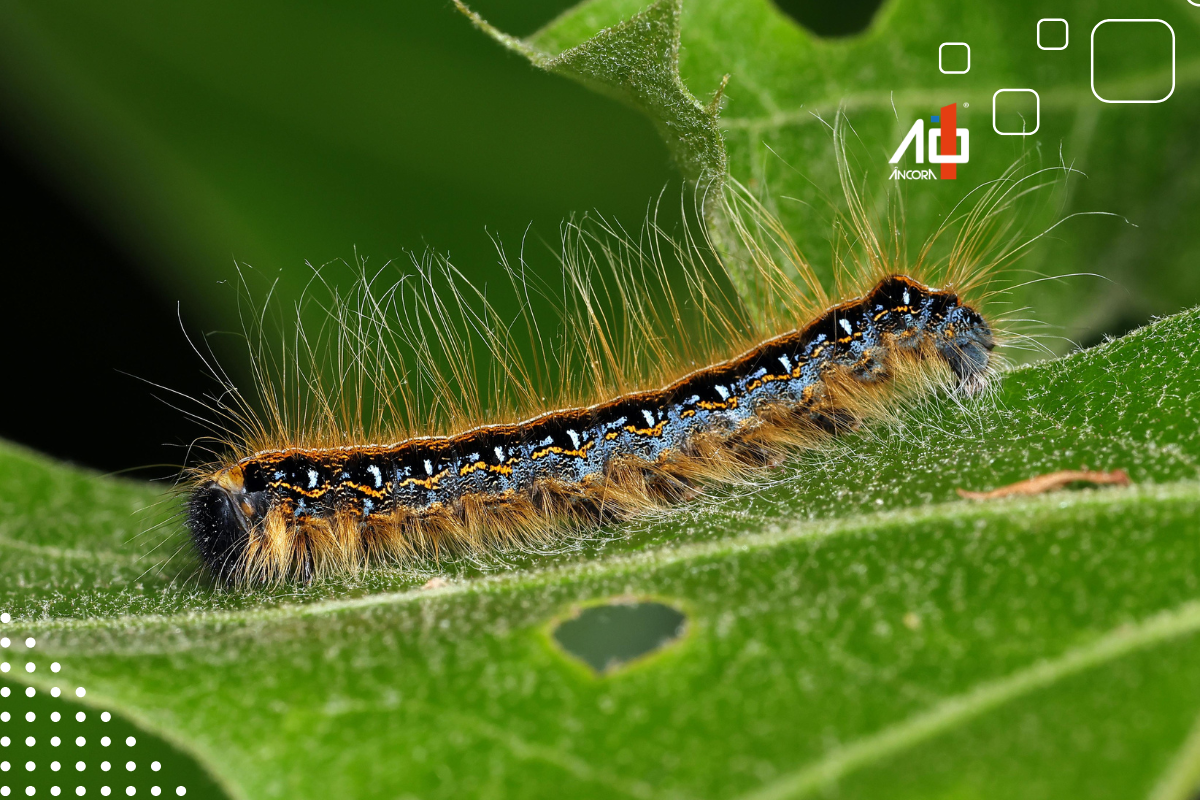 Descrição da imagem