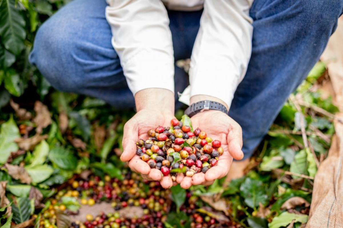 Descrição da imagem