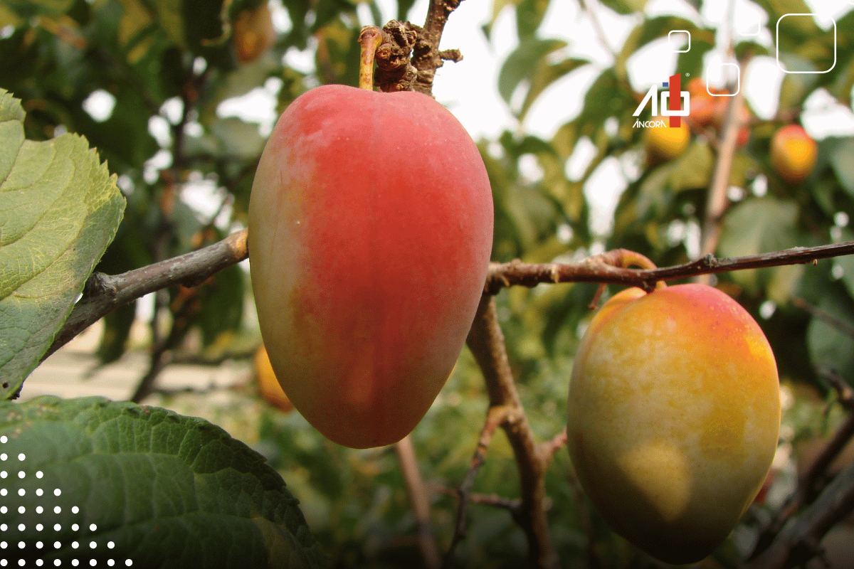 Descrição da imagem