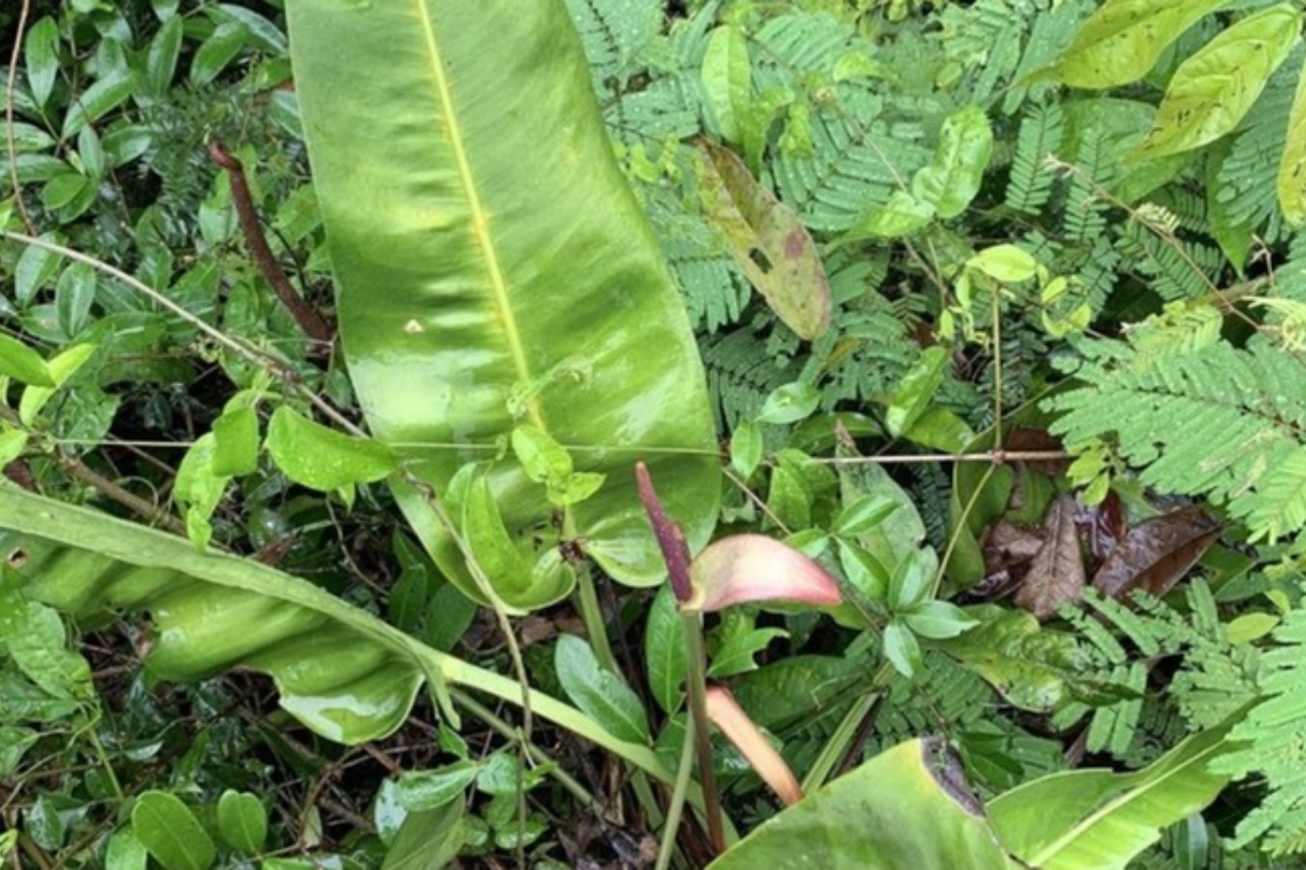 Descrição da imagem