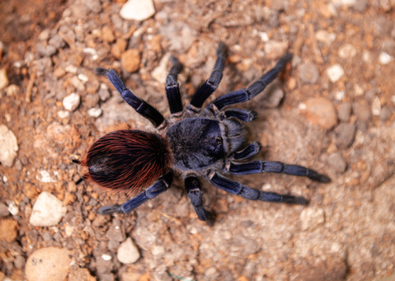 Exemplar de carangejeira Lasiocyano sazimai