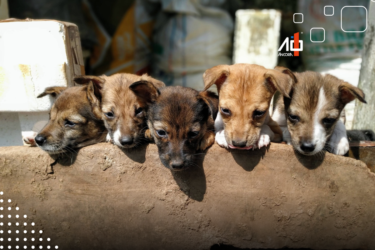 Descrição da imagem