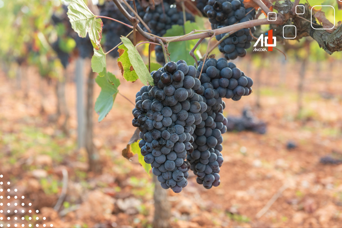 Descrição da imagem