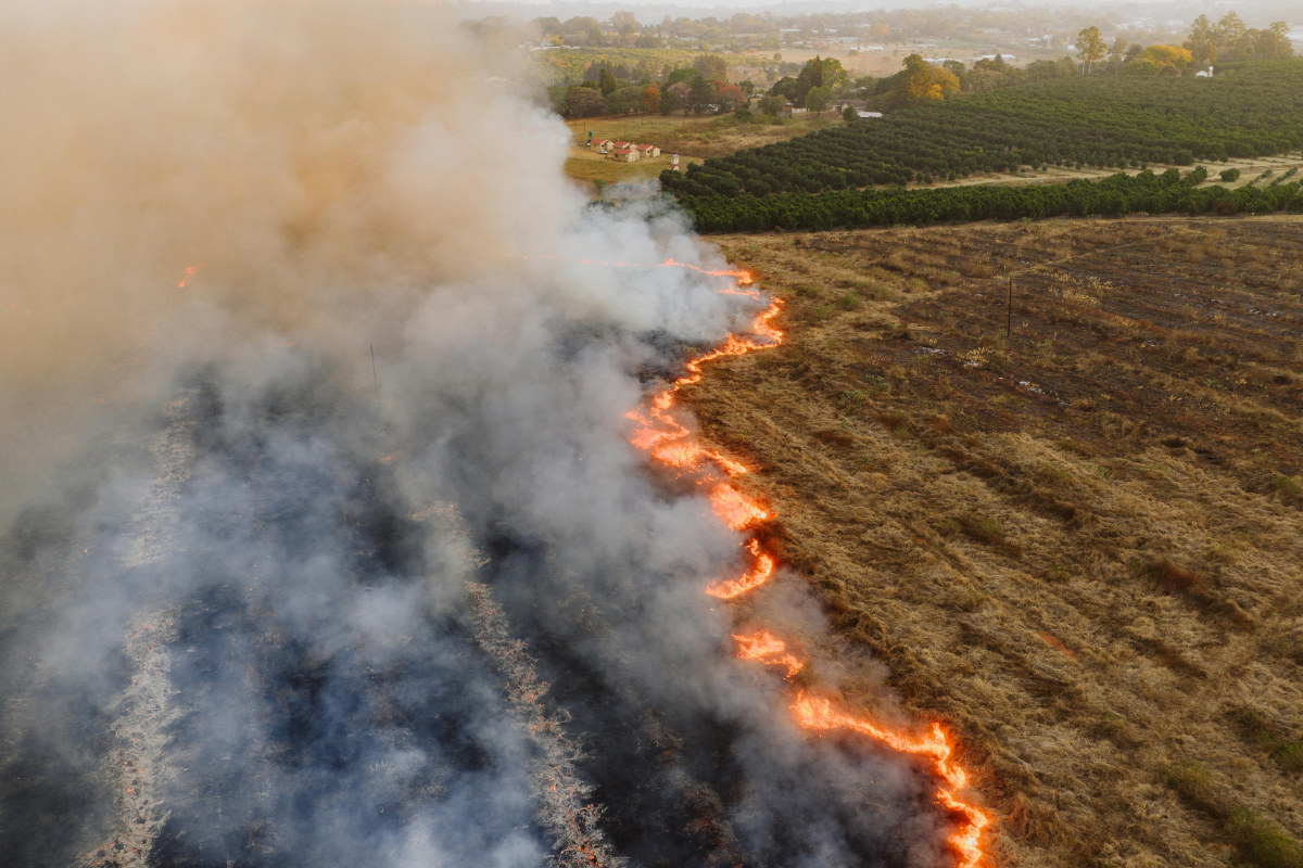 Descrição da imagem