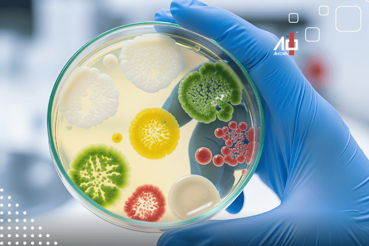 Descrição da imagem