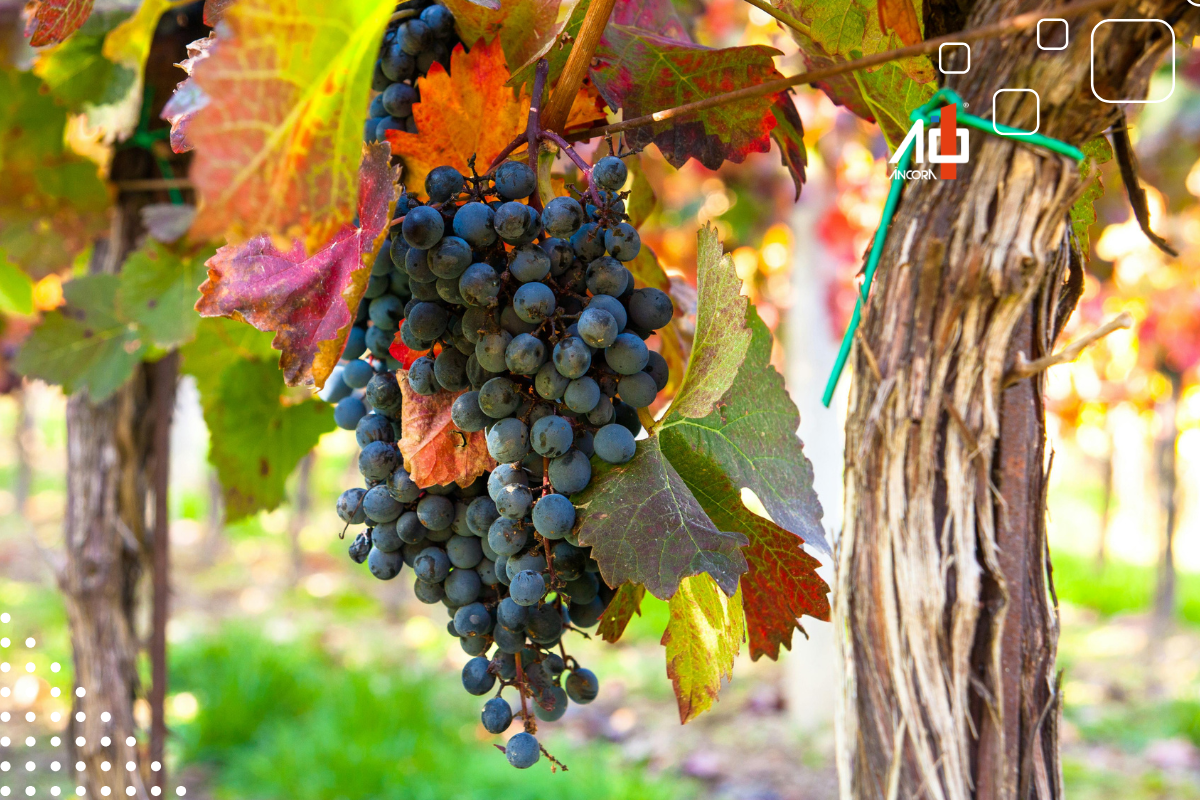 Descrição da imagem