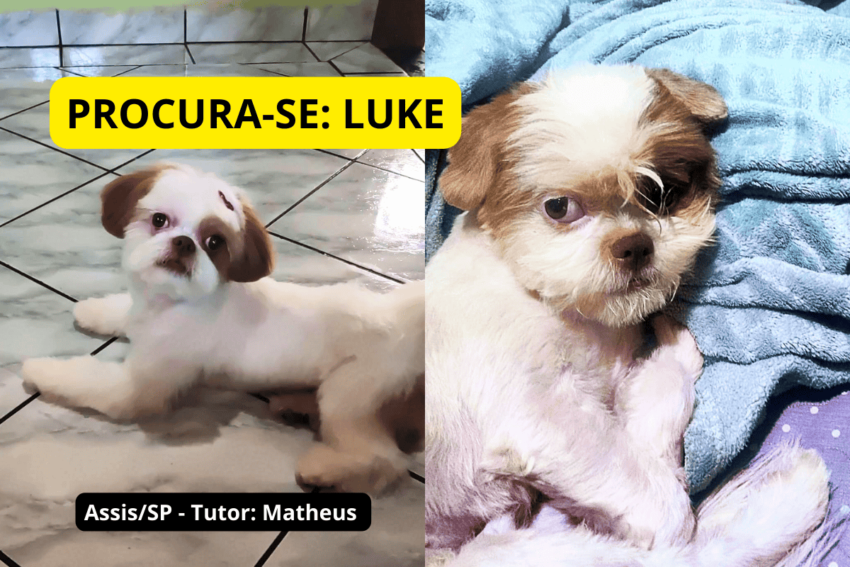 Descrição da imagem